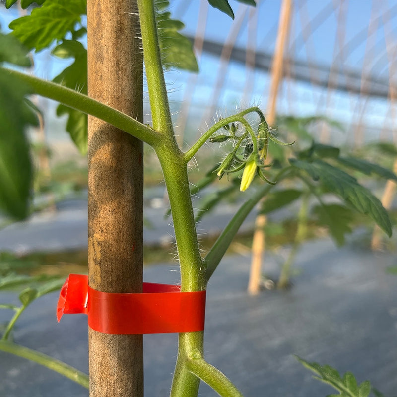 【LAST DAY SALE】TieUp™️ - Kit for tying plants
